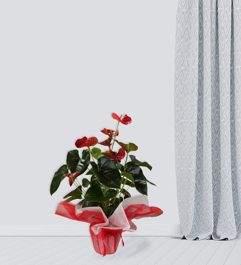 Anthurium Saksı Çiçeği